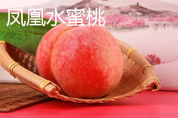 无锡水蜜桃有什么品种,春蕾、春花等品种的品质较好