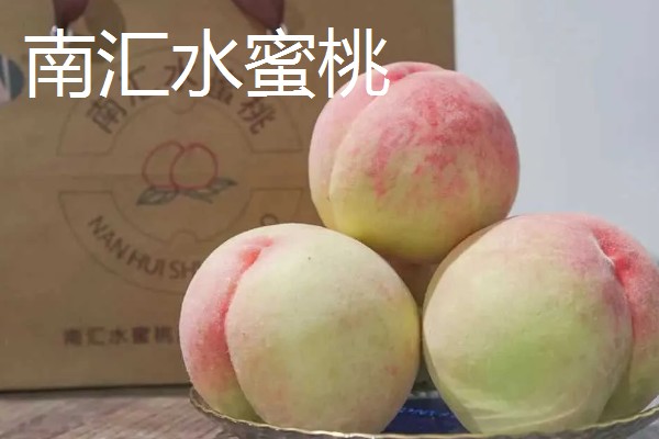 无锡水蜜桃有什么品种,春蕾、春花等品种的品质较好