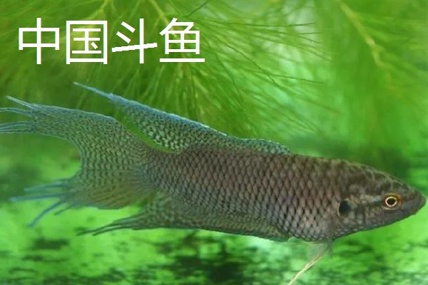 斗鱼的体型，长度一般为5厘米左右