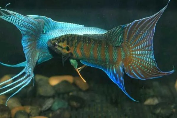 斗鱼的体型，长度一般为5厘米左右