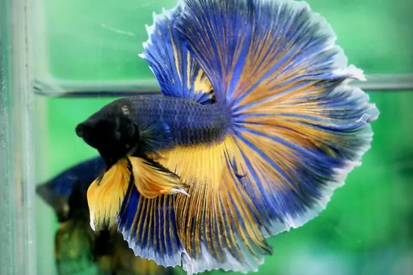 斗鱼的体型，长度一般为5厘米左右