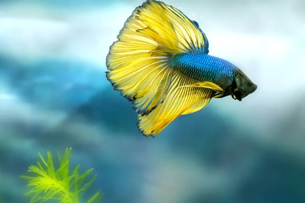 斗鱼的体型，长度一般为5厘米左右