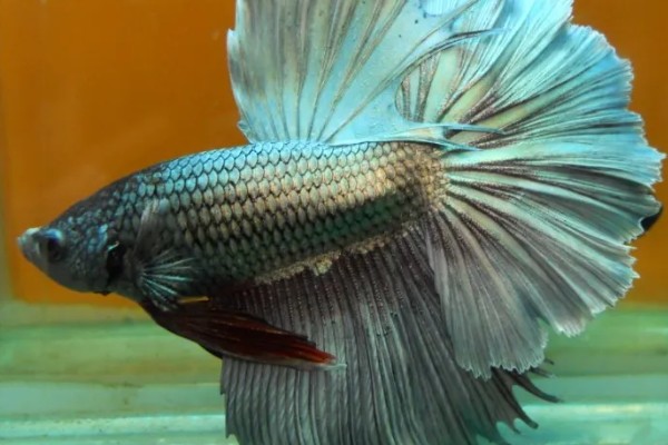 斗鱼的体型，长度一般为5厘米左右