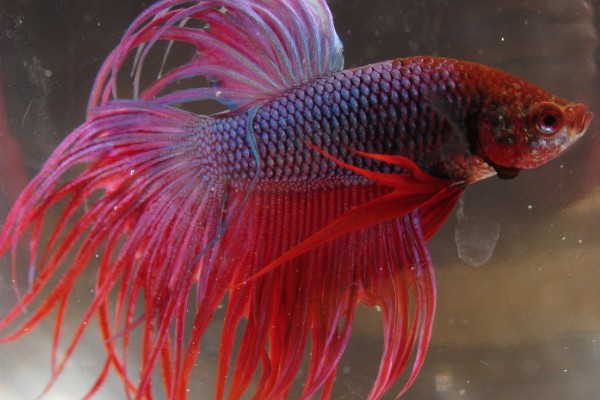 斗鱼的体型，长度一般为5厘米左右