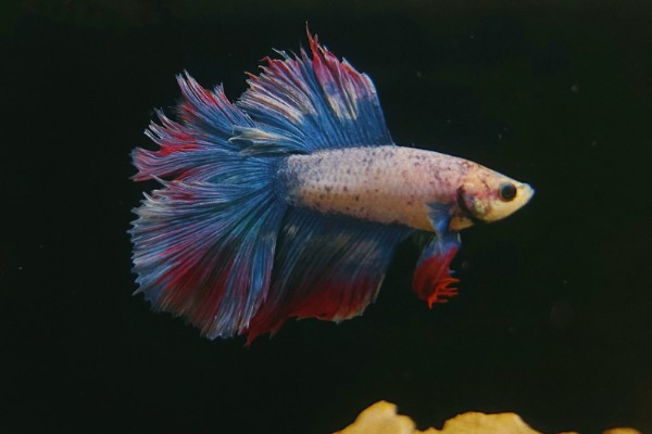 斗鱼的体型，长度一般为5厘米左右