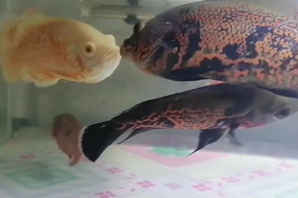 哪些鱼可以和鹦鹉鱼一起养,适合与地图鱼、恐龙鱼等体型相近的鱼混养
