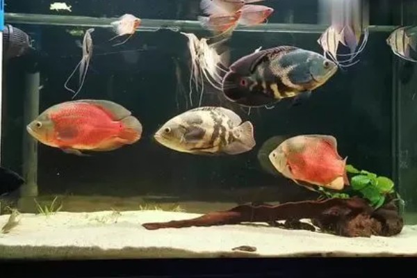 哪些鱼可以和鹦鹉鱼一起养,适合与地图鱼、恐龙鱼等体型相近的鱼混养