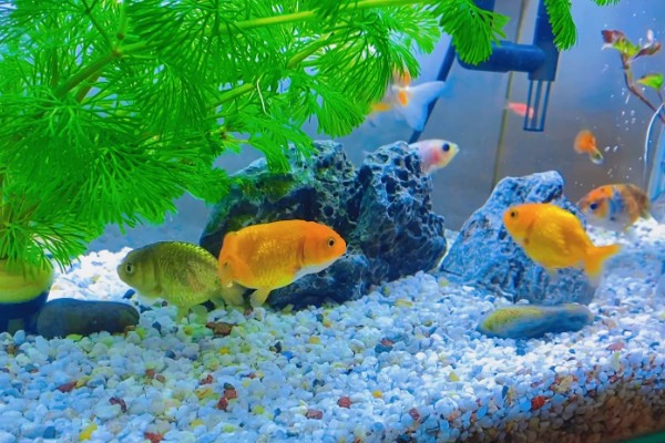 夏天养鱼的注意事项，一定要提高溶氧