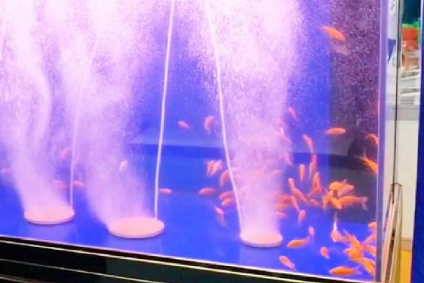 夏天养鱼的注意事项，一定要提高溶氧