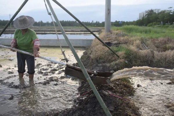 水稻机械化插秧的技术,插秧作业前要检查调试机器