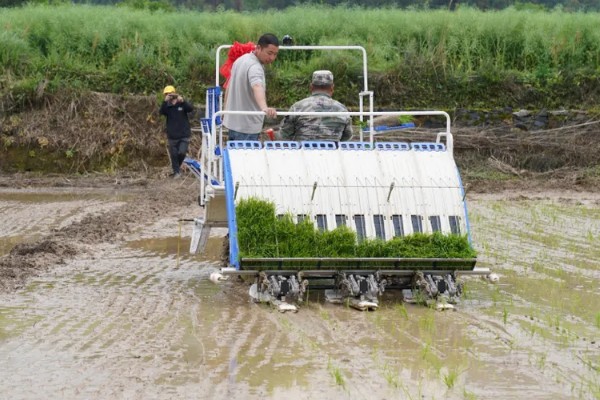 水稻机械化插秧的技术,插秧作业前要检查调试机器