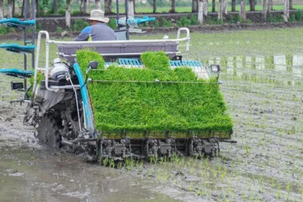 水稻机械化插秧的技术,插秧作业前要检查调试机器