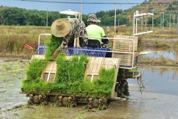 水稻机械化插秧的技术,插秧作业前要检查调试机器