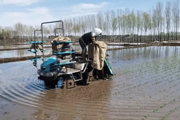 水稻机械化插秧的技术,插秧作业前要检查调试机器