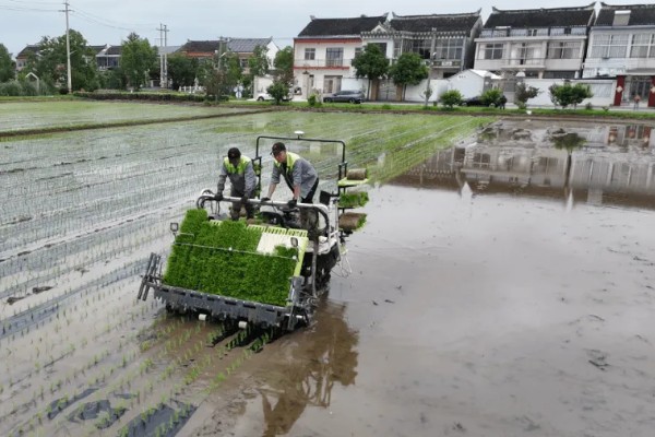水稻机械化插秧的技术,插秧作业前要检查调试机器