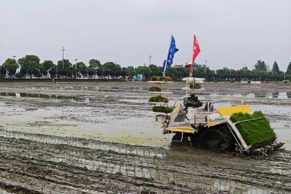 水稻机械化插秧的技术,插秧作业前要检查调试机器