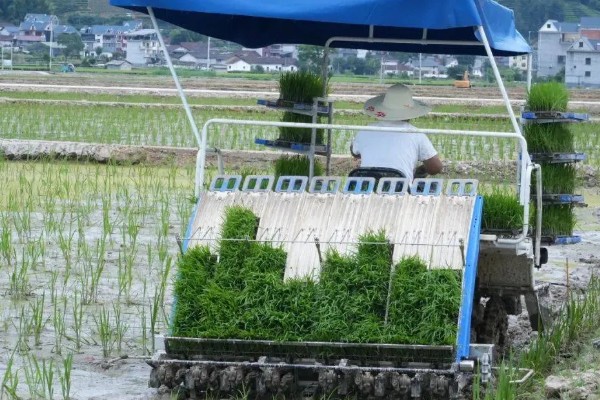 水稻机械化插秧的技术,插秧作业前要检查调试机器