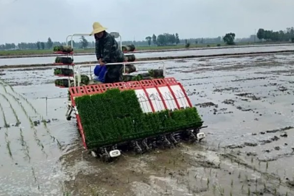 水稻机械化插秧的技术,插秧作业前要检查调试机器