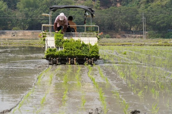 水稻机械化插秧的技术,插秧作业前要检查调试机器