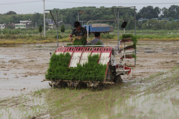 水稻机械化插秧的技术,插秧作业前要检查调试机器
