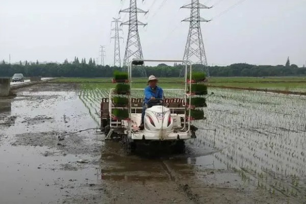 水稻机械化插秧的技术,插秧作业前要检查调试机器