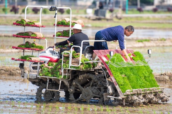 水稻机械化插秧的技术,插秧作业前要检查调试机器