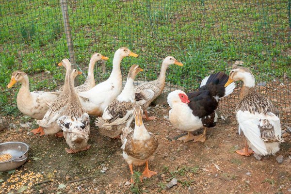 小鸭子的主食,雏鸭可饲喂米饭