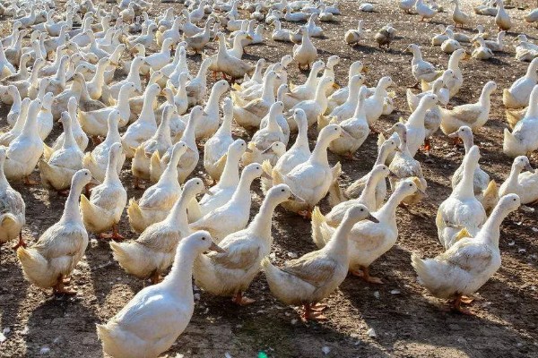 小鸭子的主食,雏鸭可饲喂米饭