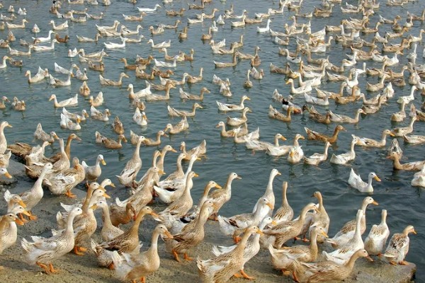 小鸭子的主食,雏鸭可饲喂米饭