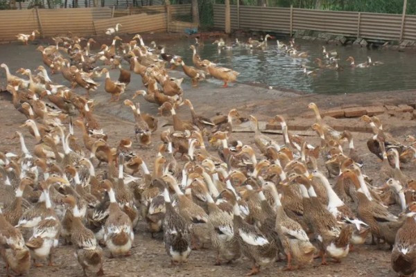 小鸭子的主食,雏鸭可饲喂米饭