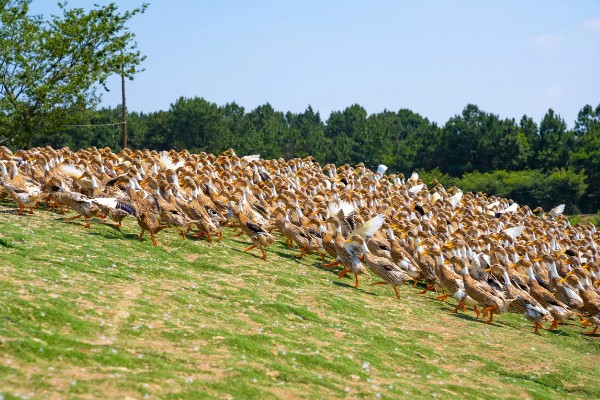 小鸭子的主食,雏鸭可饲喂米饭