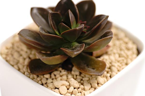 巧克力方砖的养殖方法，种植在松软的土壤上