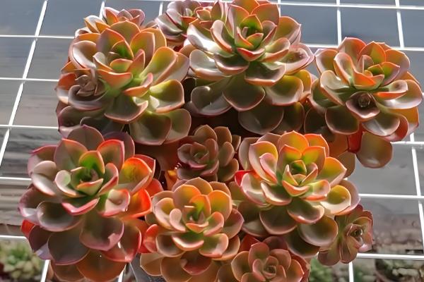 巧克力方砖的养殖方法，种植在松软的土壤上