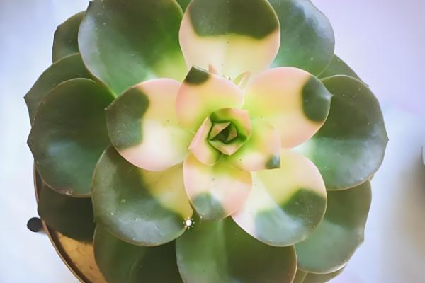 巧克力方砖的养殖方法，种植在松软的土壤上