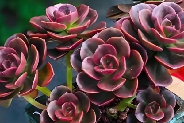 巧克力方砖的养殖方法，种植在松软的土壤上