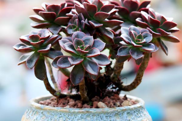 巧克力方砖的养殖方法，种植在松软的土壤上