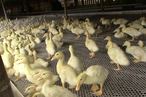 小鸭子的主食,雏鸭可饲喂米饭