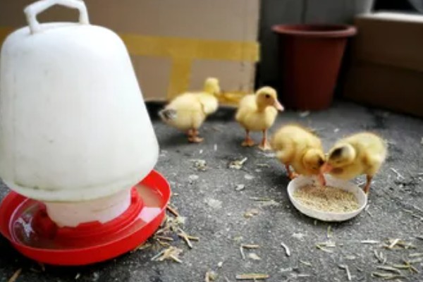 小鸭子的主食,雏鸭可饲喂米饭