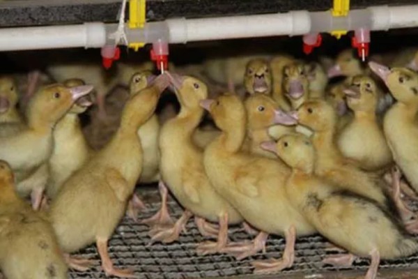 小鸭子的主食,雏鸭可饲喂米饭