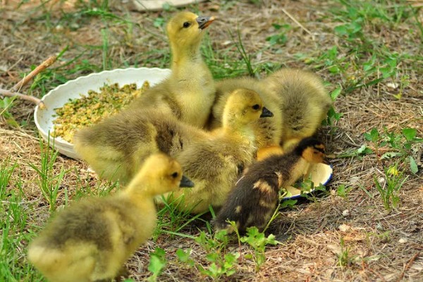 小鸭子的主食,雏鸭可饲喂米饭