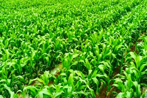 高粱种植前景分析，种植利润很高