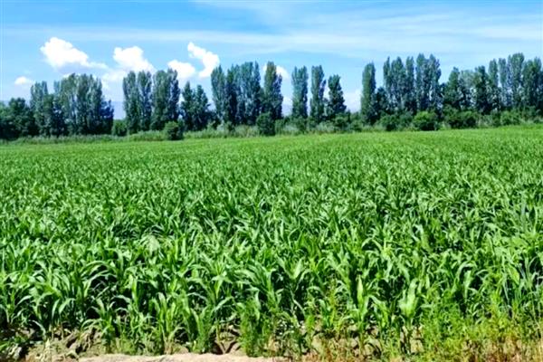 高粱种植前景分析，种植利润很高