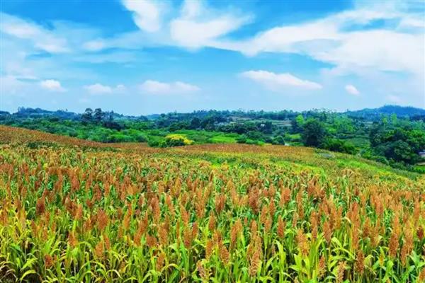 高粱种植前景分析，种植利润很高