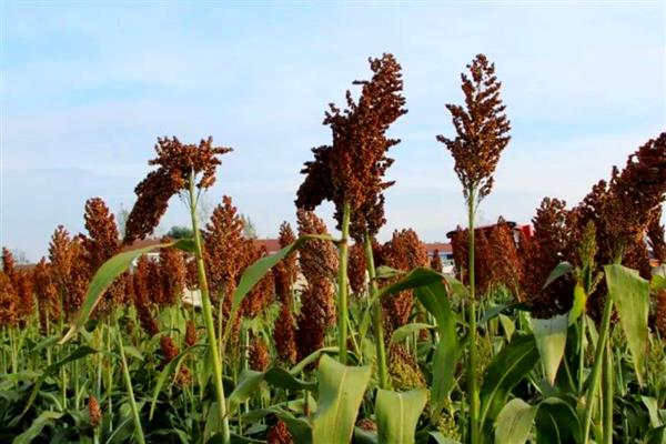 高粱种植前景分析，种植利润很高