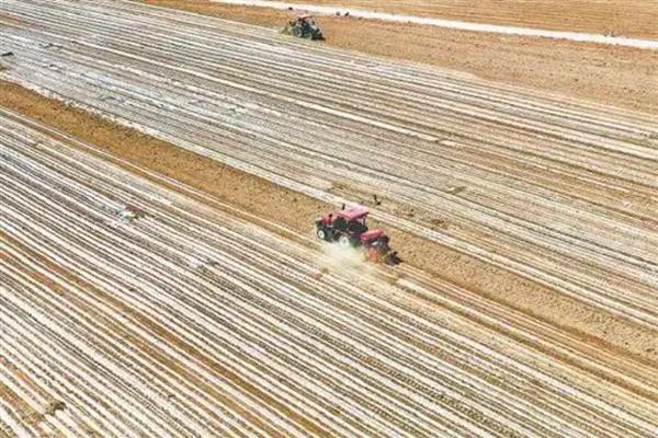 高粱种植前景分析，种植利润很高