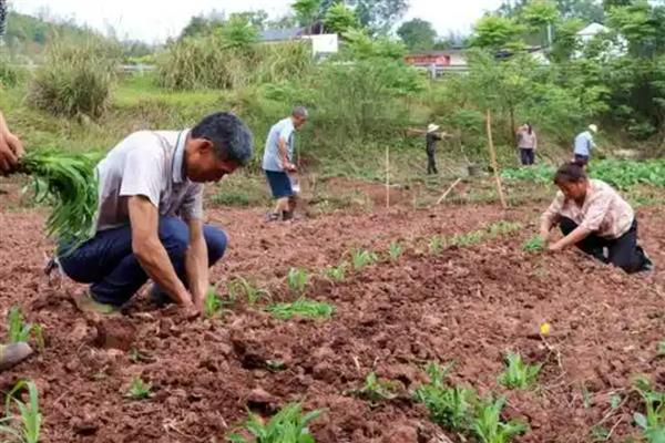 高粱种植前景分析，种植利润很高
