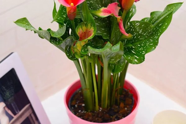 怎么养殖彩色马蹄莲,平时让土壤保持微湿