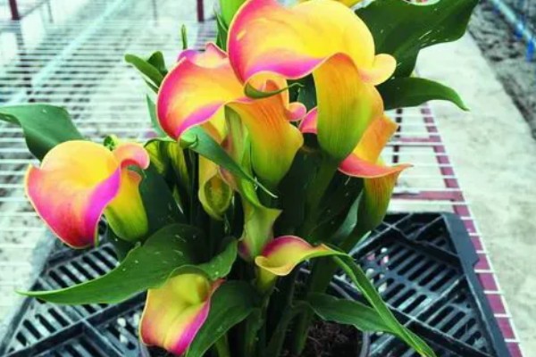 怎么养殖彩色马蹄莲,平时让土壤保持微湿