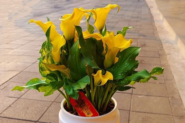 怎么养殖彩色马蹄莲,平时让土壤保持微湿