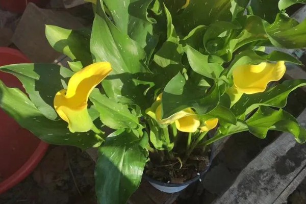 怎么养殖彩色马蹄莲,平时让土壤保持微湿